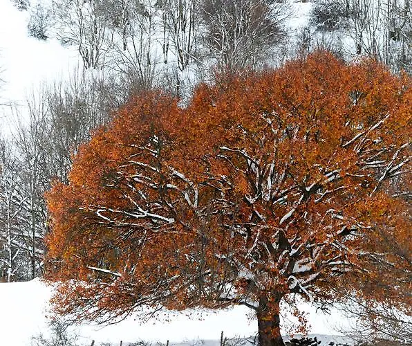Rural Lindos Suenos La Lomba